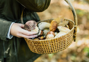 きのこ狩りをする人のイメージ